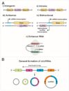 Long non-coding RNA