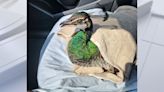 Peacock rescued after being hit by car in Bay Area