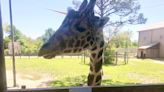 Alabama Gulf Coast Zoo giraffe picks a winner in Alabama vs UConn