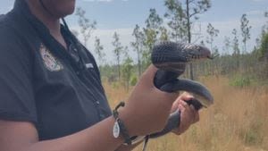 Dozens of threatened snakes released to help restore balance to Florida’s ecosystem