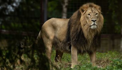 Male Asian lion arrives at Dublin Zoo for breeding plan