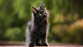 Maine Coon Kitten's Tiny Temper Tantrum Is Full of Pure Comedy