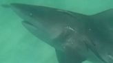 Un tiburón golpea varias veces y hasta salta contra una moto de agua en Florida
