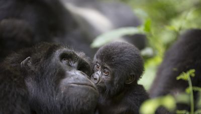 Fort Worth Zoo Shares Most Precious Moment Between Gorilla Mom and Baby