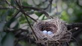 Why You Shouldn't Trim or Cut Down Trees in Spring