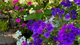 On Gardening: Cobalt verbena super from north to south