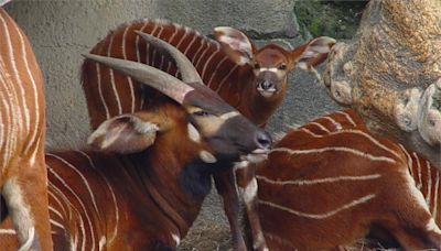 慶祝麟洋配奪冠！ 北市動物園「羚羊合照」拿好禮