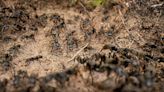 ¿Cuántas hormigas hay en la Tierra? Esta es la sorprendente cifra