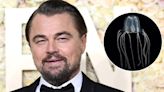 Leonardo DiCaprio fue picado por una medusa durante un paseo en el mar