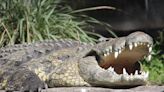 Neighbor Runs Over 11-Foot Gator To Stop Attack On Man | 98.1 KDD | Keith and Tony