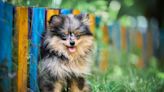 Pomeranian and German Shepherd's 'Instant' Friendship Has Us Falling in Love
