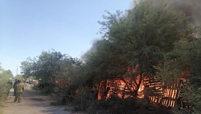 Mueren cerdos calcinados en incendio de corral