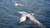 Seabirds facing new threat of 'big swirling collections of plastic' in ocean feeding grounds, research shows
