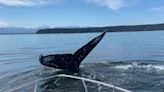 Close encounter with humpback whale terrifies — and delights — B.C. family