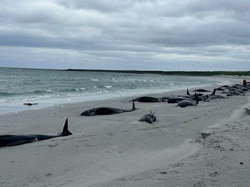 Pod of 77 whales dies after becoming stranded on Scottish beach