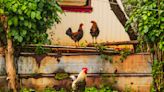 Wilde Hühnerbande übernimmt Dorf in Norfolk