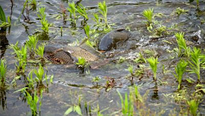 US Army invests billions to battle highly invasive species wreaking havoc on state waterways: 'A significant victory'