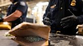 CBP incauta 124 libras de fentanilo y cocaína en varios puertos de entrada en Texas - El Diario NY
