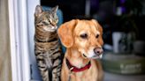 What are the top cat and dog names across the UK? New study reveals most popular monikers