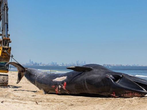 Cruise ship arrives in NYC port with 44-foot dead endangered whale caught on its bow