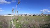 Los terrenos a espaldas de Bodegas Williams siguen siendo 'campo'