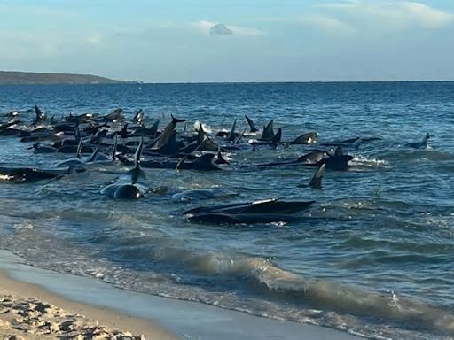 Bereits mehrere Tiere verendet Mehr als 160 Grindwale in Australien gestrandet