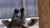 Seneca Park Zoo Masai giraffe Kipenzi has cancer