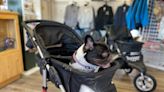 B.C. community rolls out dog stroller pilot project to entice tourists