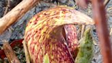 Skunk cabbage is coming in hot: Nature News