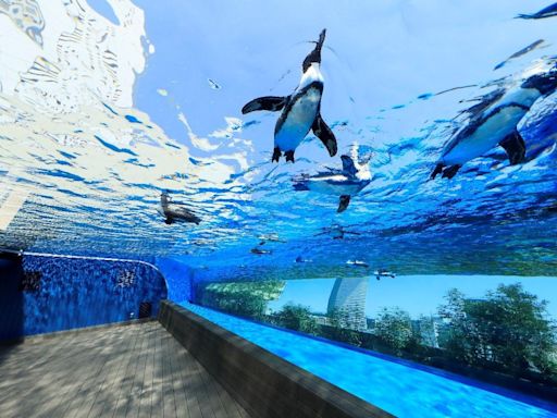 東京必去3間水族館！看企鵝在空中游泳 巨型水槽看花火燈光秀