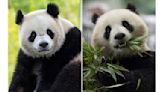 The Panda Party is back on as giant pandas will return to Washington's National Zoo by year's end | ABC6