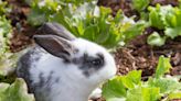 These Are the Best Ways to Keep Rabbits Out of Your Vegetable Garden