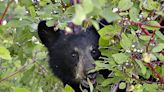 Oregon poachers fined $15,000 for illegally shooting and killing 2 bear cubs