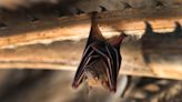 Humans can learn to echolocate like bats within just 10 weeks