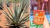 Margaritas with meaning: How José Cuervo is using tequila byproducts to create sustainable housing in Mexico