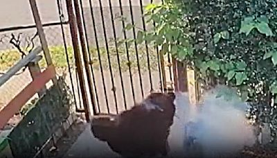 Perro sufre quemaduras en la cara; buscan a quien le lanzó un fuego artificial en Santa Ana