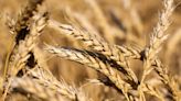 Wheat Gains as Dry Weather in Russia Exacerbates Crop Concerns