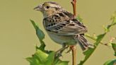 Mississippi Valley Conservancy offers birdwatching walk Saturday near Ferryville