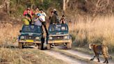 UP bets big on tiger tourism with focus on connectivity and visitor facilities - ET TravelWorld