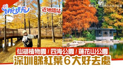 深圳紅葉｜6大落羽松打卡景點 近地鐵站！仙湖植物園＋四海公園