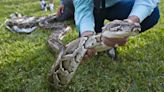 The Everglades python hunt is on! Snakes to be stalked in August. The prize is a lot bigger