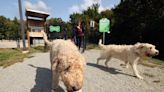 Have a wagging good time at one of these five off-leash Brockton-area dog parks