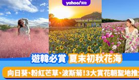 韓國賞花2024｜8-10月遊韓必賞夏末初秋花海！向日葵、粉紅芒...