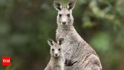 Why do kangaroos box and drown predators? | - Times of India