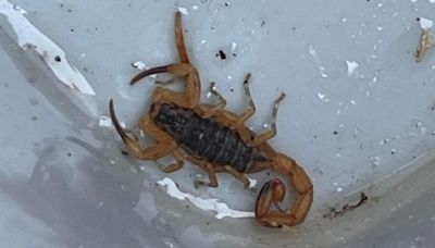 Deadly scorpion found by Plymouth roofers after travelling thousands of miles