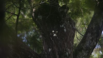 Feds agree to start process that could establish ghost orchid habitat in south Florida
