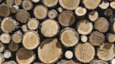 Canfor acquires El Dorado lumber facility for $73 million - Talk Business & Politics