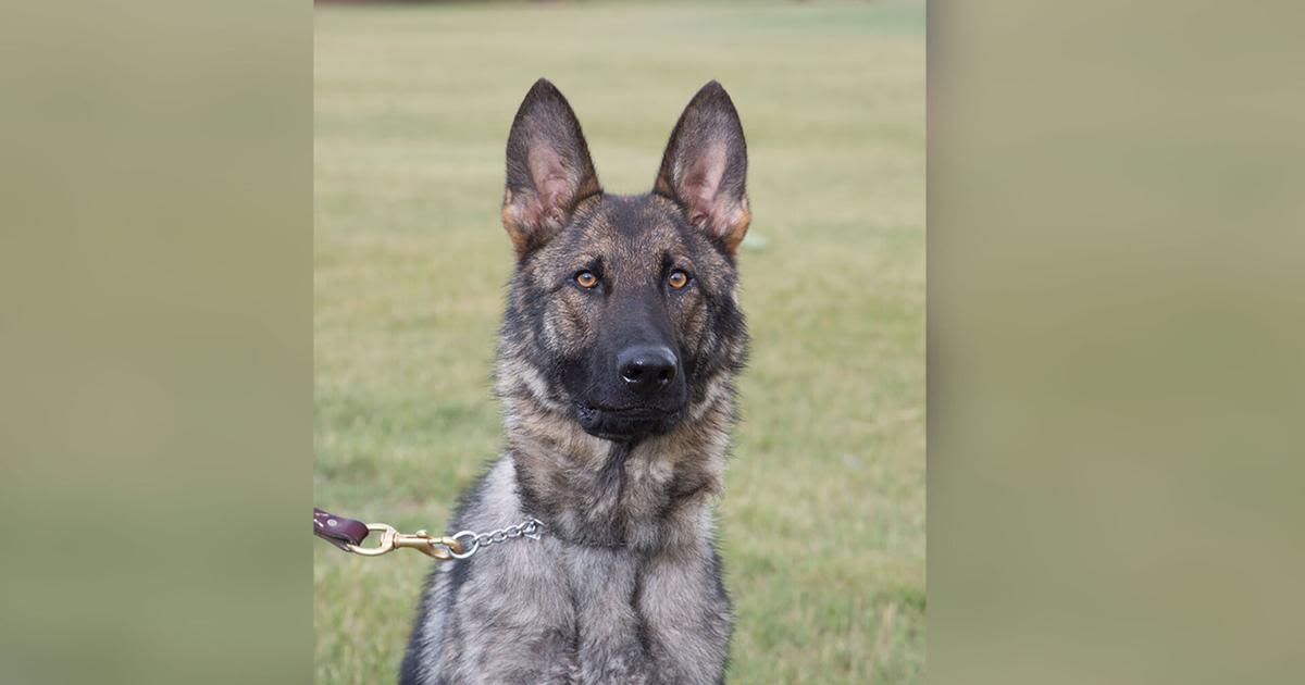 Police K-9 finds Ogemaw County woman after 20 hours in woods