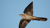 Uncovering The Genomic Secrets Of Color Variants In Female Cuckoo Birds