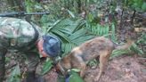 Amazon jungle crash survivors recovering as soldiers search for rescue dog